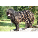 Bergamasco 1