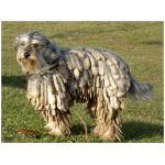 Bergamasco 7