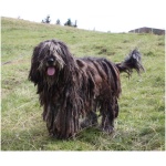 Bergamasco 8