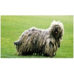 Bergamasco 9
