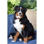 Bernese Mountain Dog 0