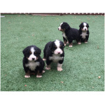 Bernese Mountain Dog 1