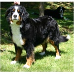 Bernese Mountain Dog 3
