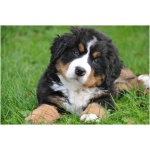 Bernese Mountain Dog 4