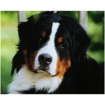Bernese Mountain Dog 6