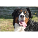 Bernese Mountain Dog 7