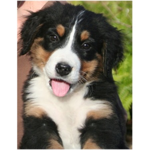 Bernese Mountain Dog 9