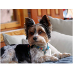 Biewer Terrier 2