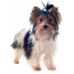 Biewer Terrier 3