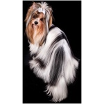 Biewer Terrier 7