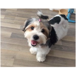 Biewer Terrier 8