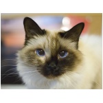 Birman 3