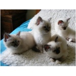 Birman 8