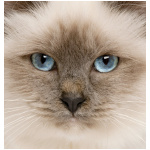 Birman 9