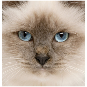 Birman 9