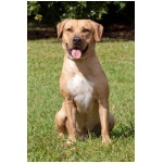 Black Mouth Cur 0