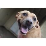 Black Mouth Cur 3