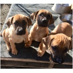 Black Mouth Cur 4