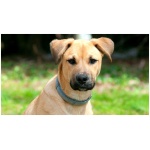 Black Mouth Cur 5
