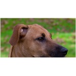 Black Mouth Cur 7