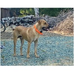 Black Mouth Cur 8