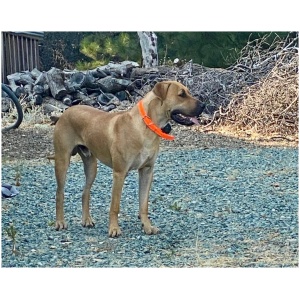 Black Mouth Cur 8