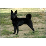 Black Norwegian Elkhound 1