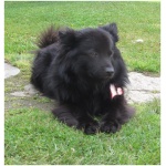 Black Norwegian Elkhound 3