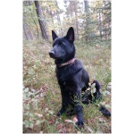 Black Norwegian Elkhound 5
