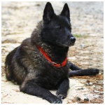 Black Norwegian Elkhound 9