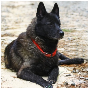 Black Norwegian Elkhound 9