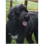 Black Russian Terrier 0