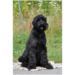 Black Russian Terrier 3