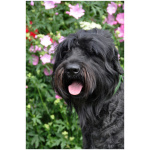 Black Russian Terrier 4