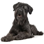 Black Russian Terrier 7