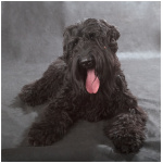 Black Russian Terrier 8