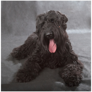 Black Russian Terrier 8