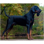 Black and Tan Coonhound 1