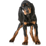 Black and Tan Coonhound 3