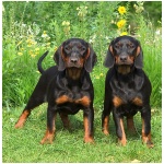 Black and Tan Coonhound 5