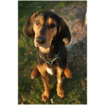 Black and Tan Coonhound 7