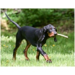 Black and Tan Coonhound 8