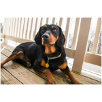 Black and Tan Coonhound 9