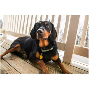Black and Tan Coonhound 9