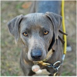 Blue Lacy 0