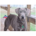 Blue Lacy 1