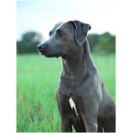 Blue Lacy 2