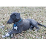 Blue Lacy 3
