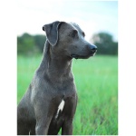 Blue Lacy 4