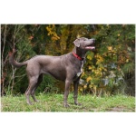Blue Lacy 5